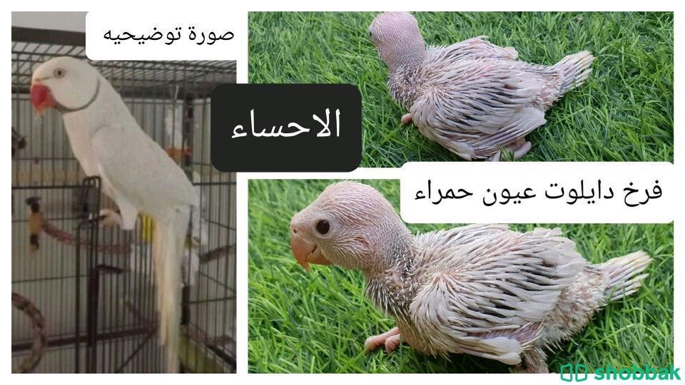 فروخ طائر الدره المتكلم  Shobbak Saudi Arabia