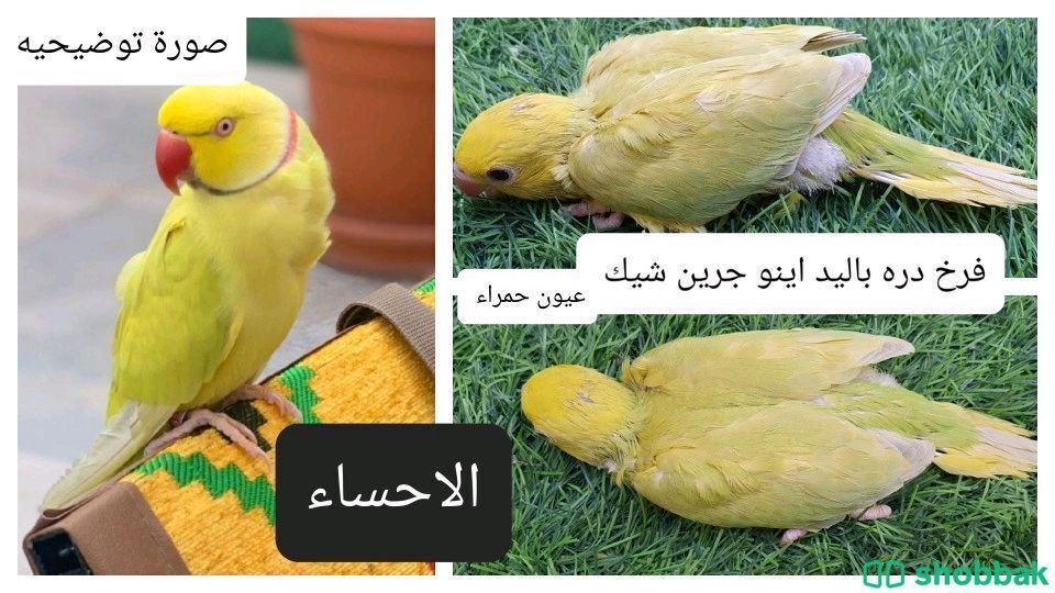 فروخ طائر الدره المتكلم  Shobbak Saudi Arabia