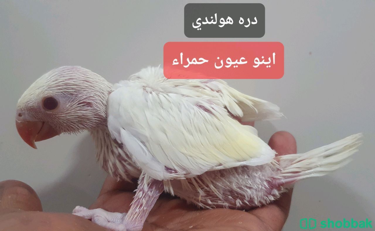 فروخ طائر الدره الناطقة شباك السعودية