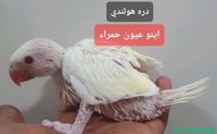 فروخ طائر الدره الناطقة شباك السعودية