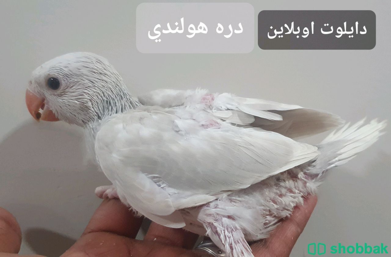 فروخ طائر الدره الناطقة Shobbak Saudi Arabia