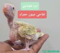فروخ طائر الدره الناطقة Shobbak Saudi Arabia