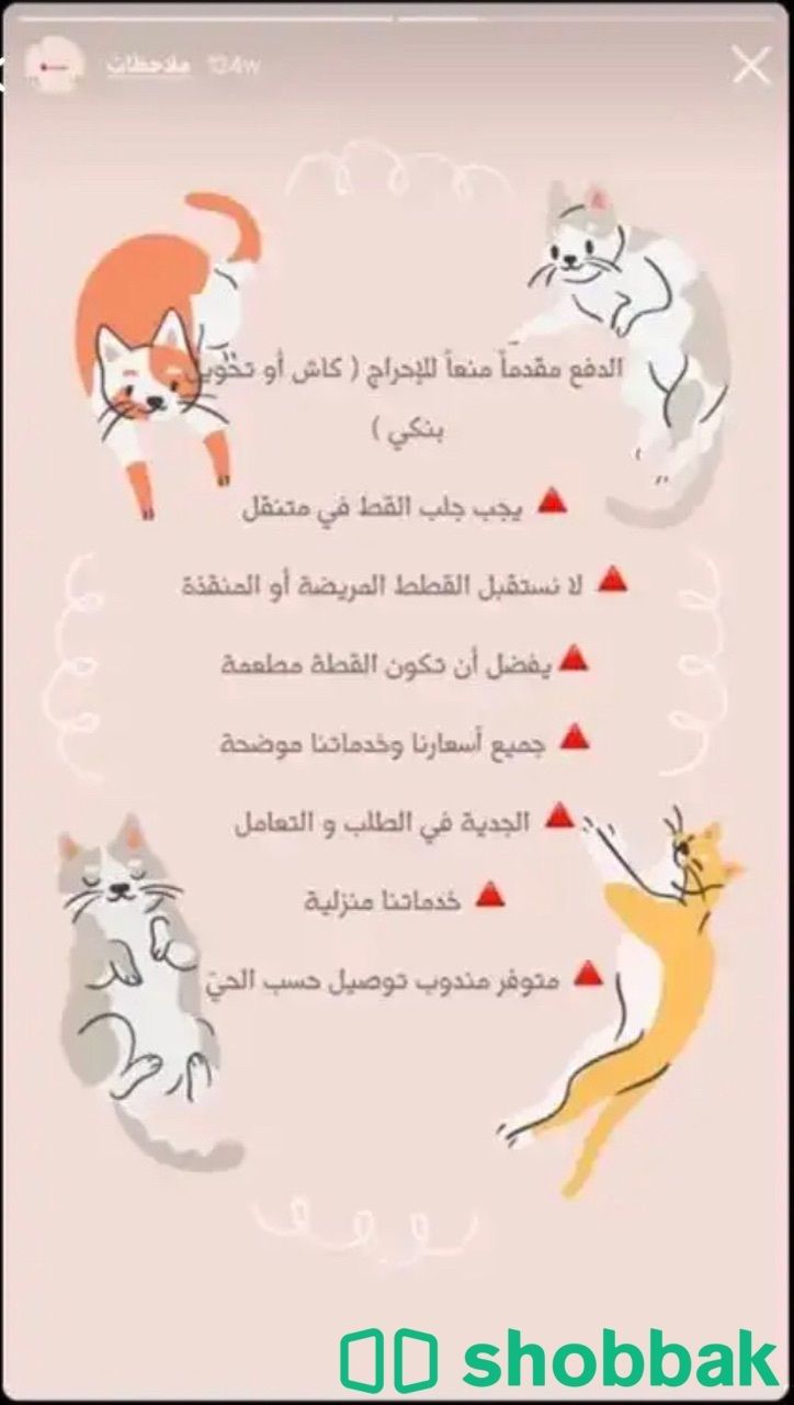 فندقة قطط المدينة المنورة 🐈‍⬛ Shobbak Saudi Arabia