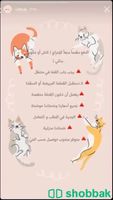 فندقة قطط المدينة المنورة 🐈‍⬛ شباك السعودية