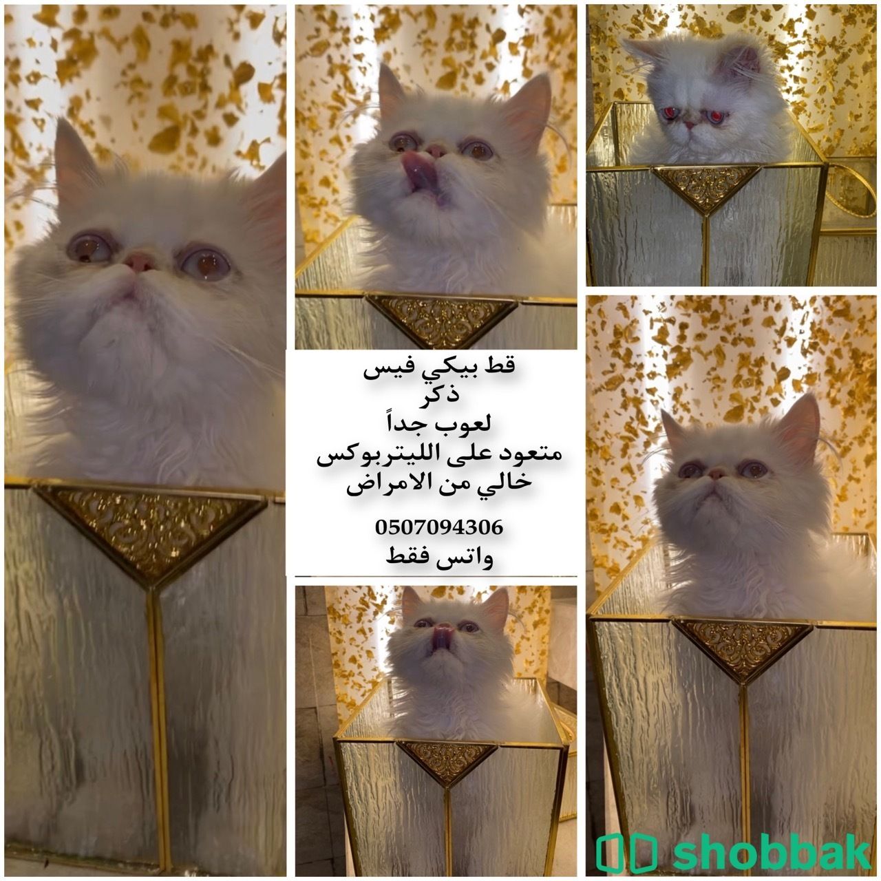 قط بيكي فيس انتاج عالي شباك السعودية