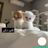 اربع قطط صغيره نوعها بيرشن عمرها اقل من شهر (المتبقي٣) Shobbak Saudi Arabia