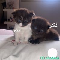 اربع قطط صغيره نوعها بيرشن عمرها اقل من شهر (المتبقي٣) Shobbak Saudi Arabia