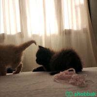 قط صغير يحب اللعب جدًا Shobbak Saudi Arabia