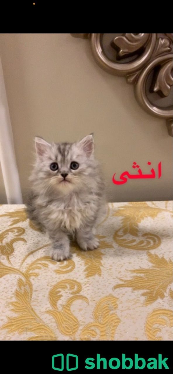 قط - قطة شيرازي للبيع  Shobbak Saudi Arabia