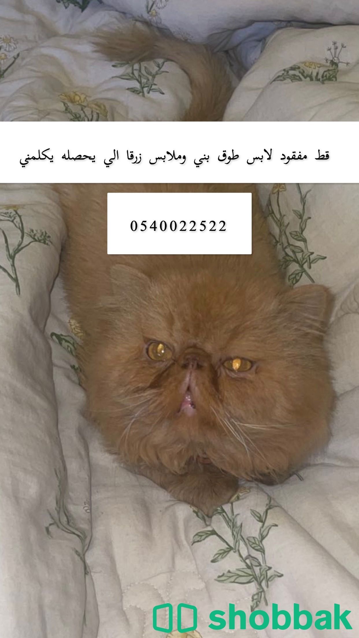 قط مفقود بيكي فيس الرياض حي الروابي  Shobbak Saudi Arabia