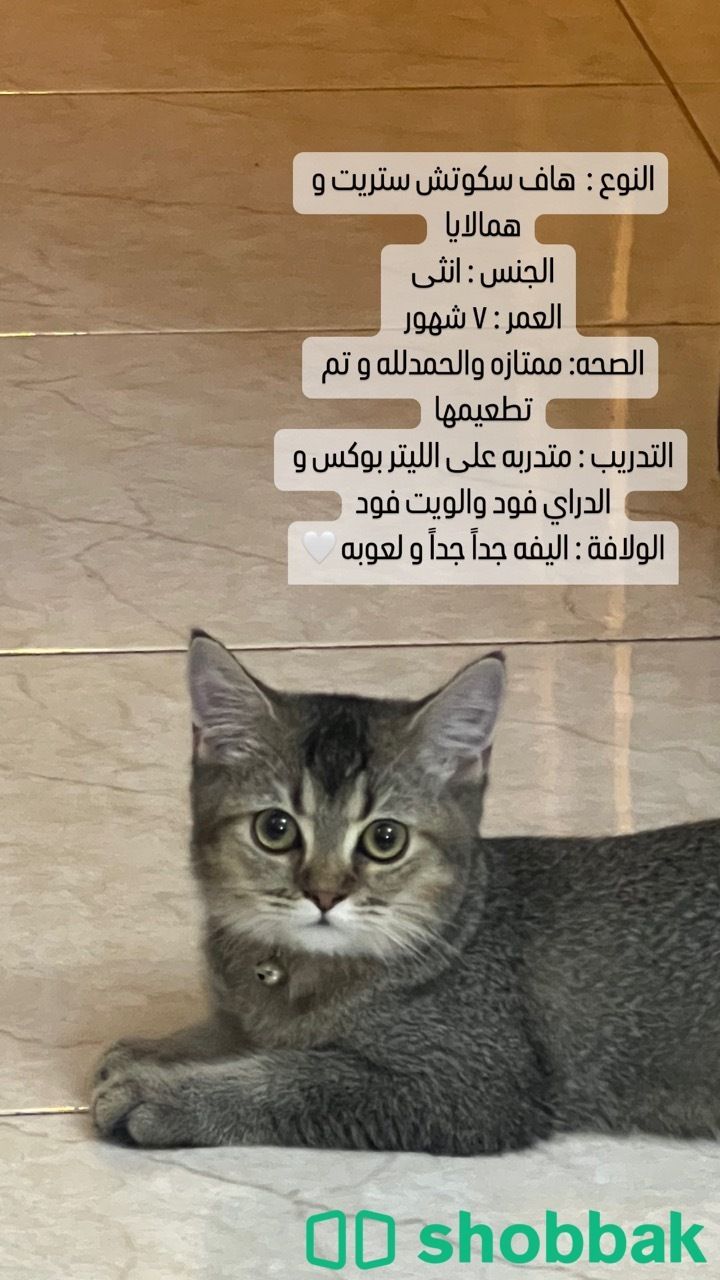 قطة Shobbak Saudi Arabia