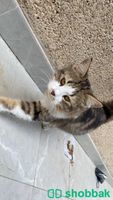 قطة أليفة  cat for adoption  شباك السعودية