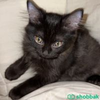 قطة اليفة للبيع Shobbak Saudi Arabia