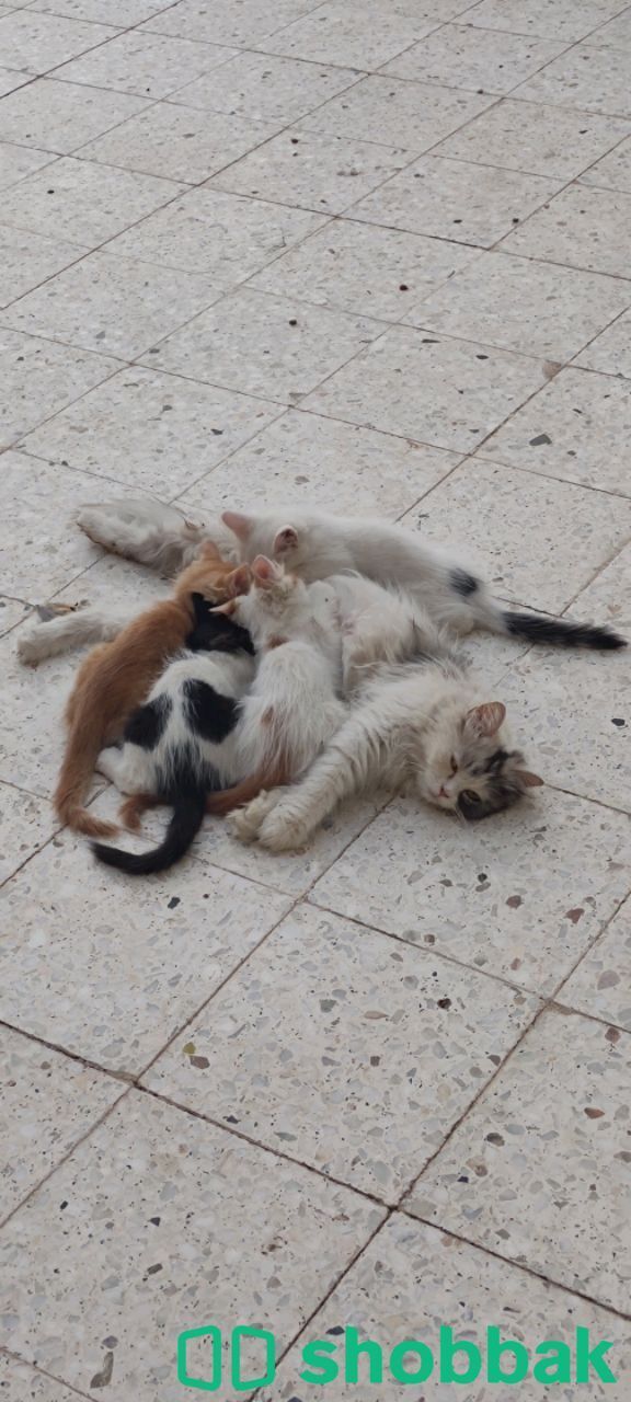 قطة ام مع 4اولاد شباك السعودية