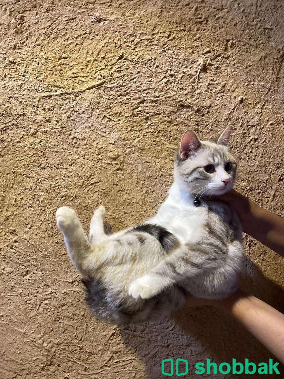 قطة انثى  شباك السعودية