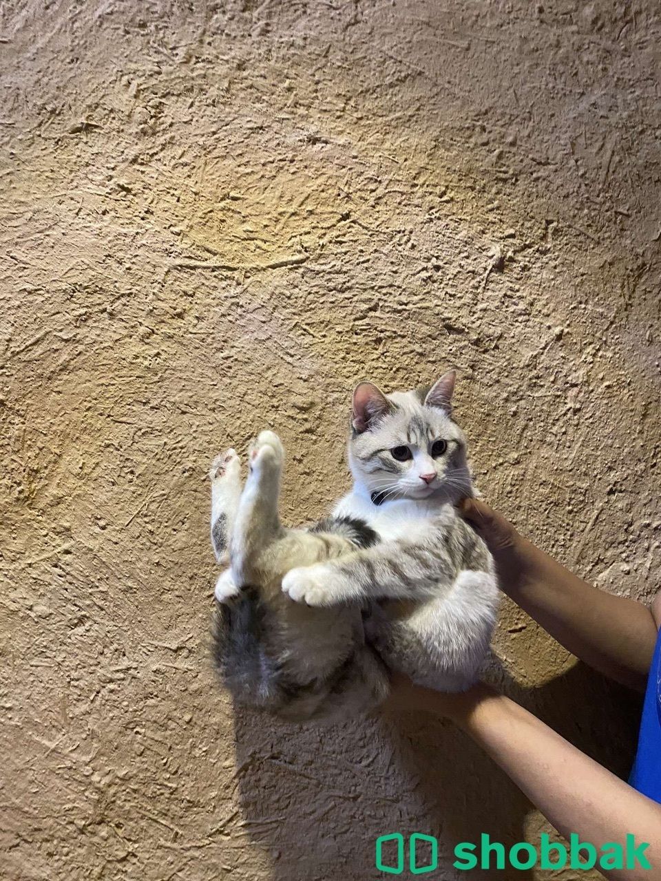 قطة انثى  Shobbak Saudi Arabia