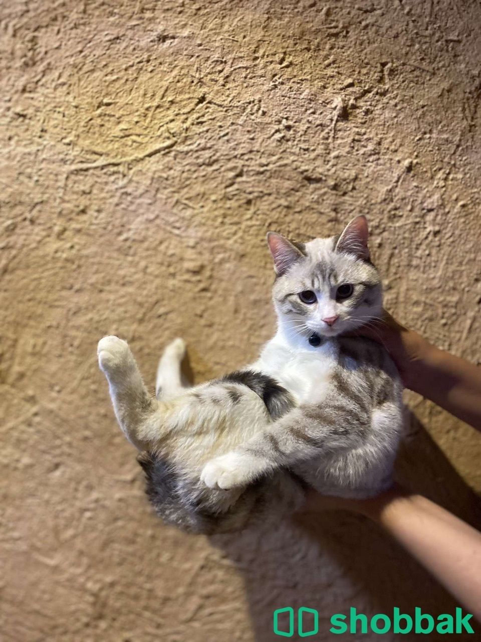 قطة انثى  Shobbak Saudi Arabia