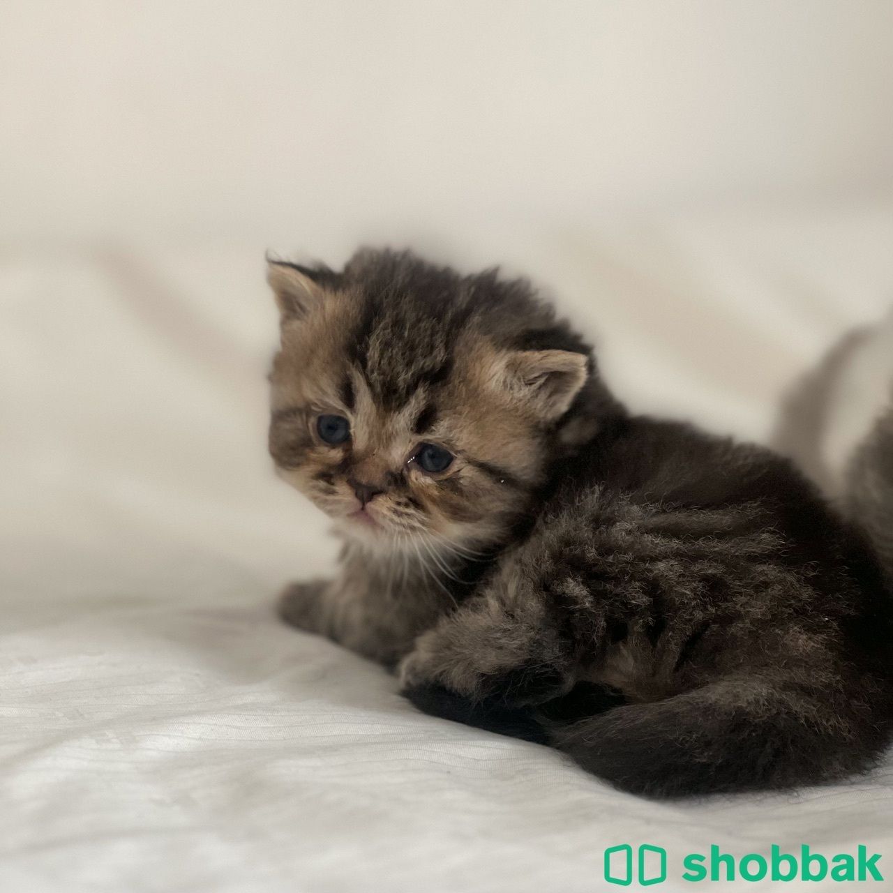 قطة انثى شيرازي للبيع Shobbak Saudi Arabia