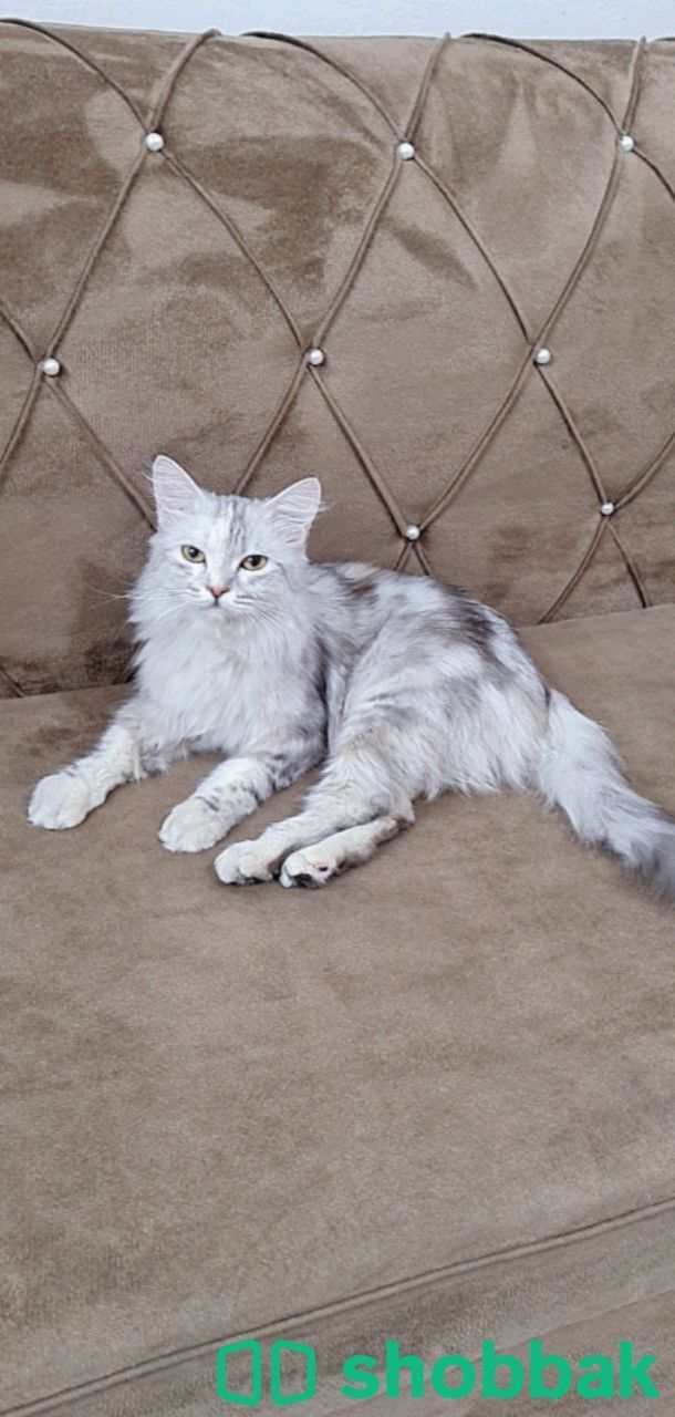 قطة  انثى شيرازية للبيع بالرياض  Shobbak Saudi Arabia