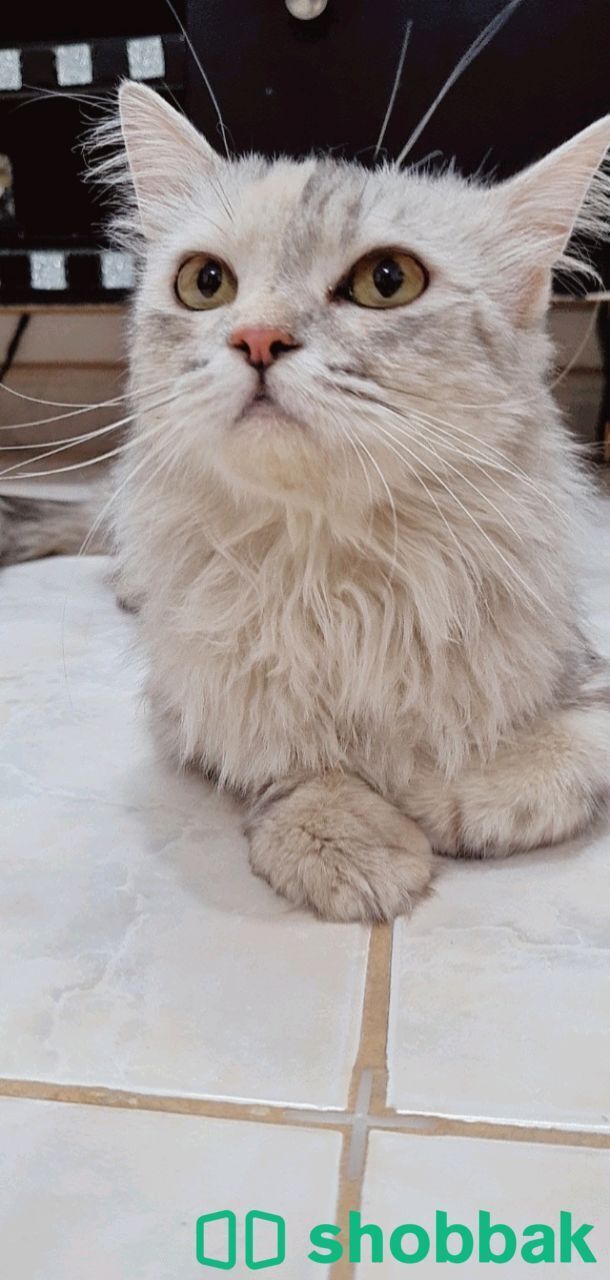 قطة  انثى شيرازية للبيع بالرياض  Shobbak Saudi Arabia