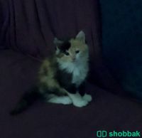 قطة انثى مهجن  Shobbak Saudi Arabia