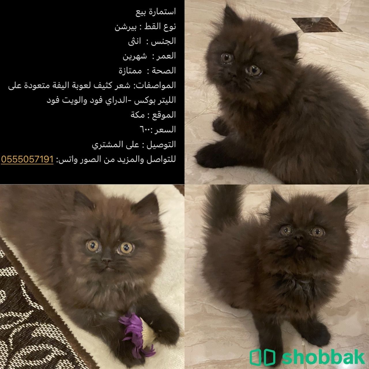 قطة بيرشن للبيع Shobbak Saudi Arabia