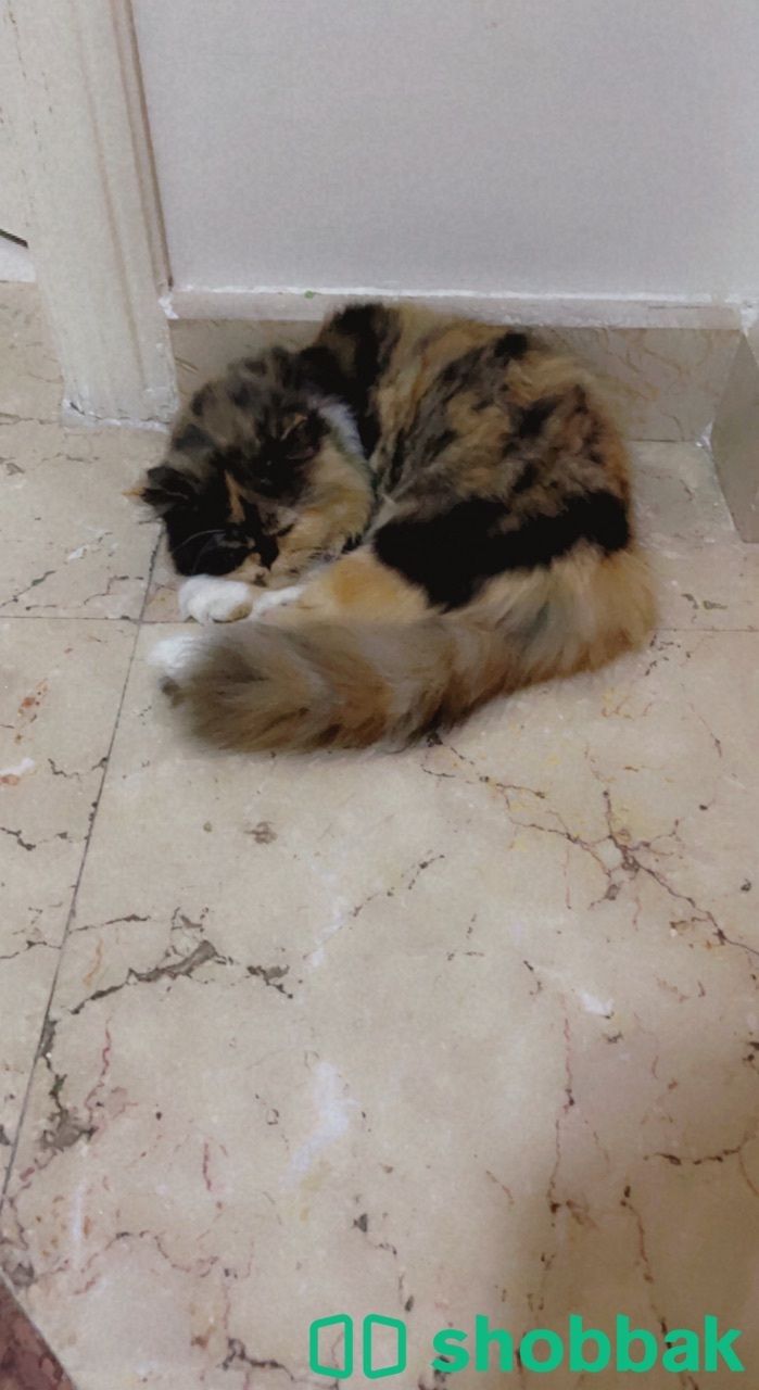 قطة بيكي فيس Shobbak Saudi Arabia