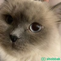 قطة تبني برسوم ١٠٠﷼ شباك السعودية