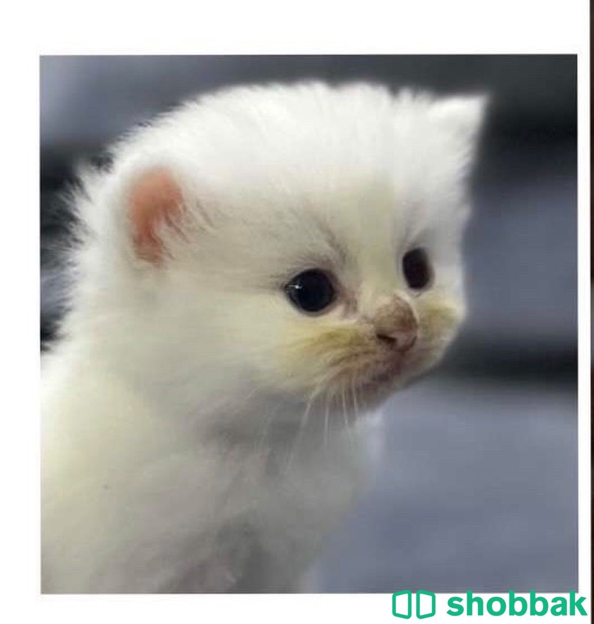 قطة جملية صغيرة للبيع  Shobbak Saudi Arabia