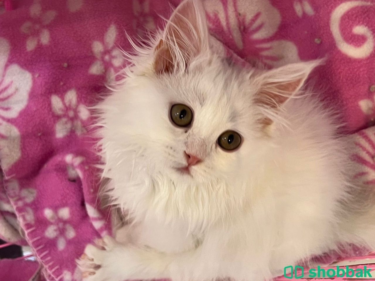 قطة جميلة جدآ Shobbak Saudi Arabia