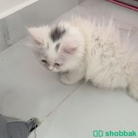 قطة جميلة جدآ Shobbak Saudi Arabia