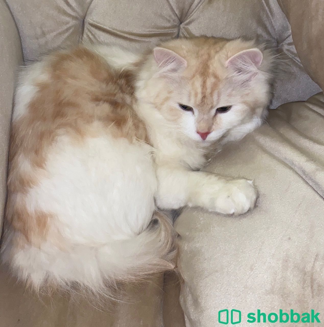 قطة جميلة هجين ام شانشيلا اب شيرازي Shobbak Saudi Arabia