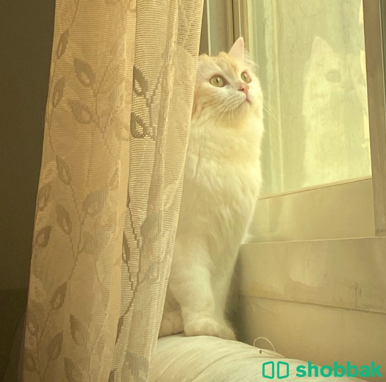 قطة جميلة هجين ام شانشيلا اب شيرازي Shobbak Saudi Arabia