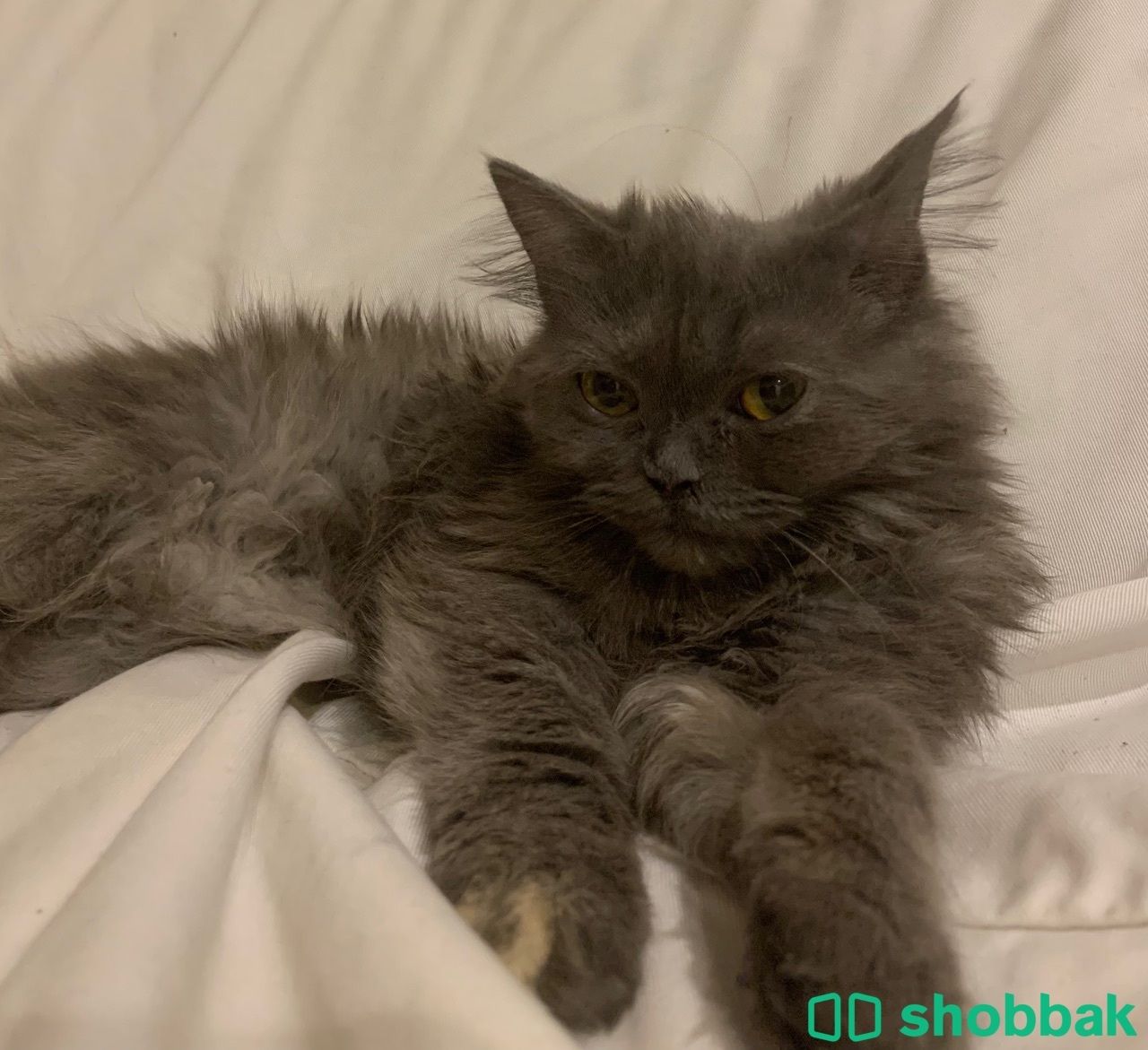قطة ديڤا انثى رماديه للبيع  Shobbak Saudi Arabia