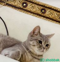 قطة سكوتش شباك السعودية