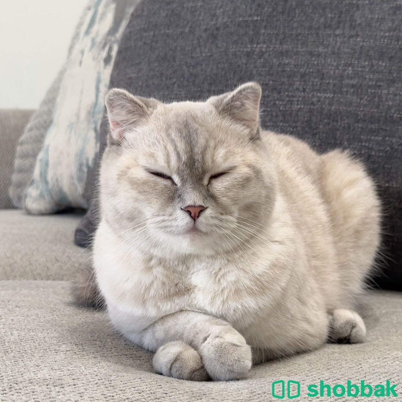 قطة سكوتش شورت هير للتبني Shobbak Saudi Arabia