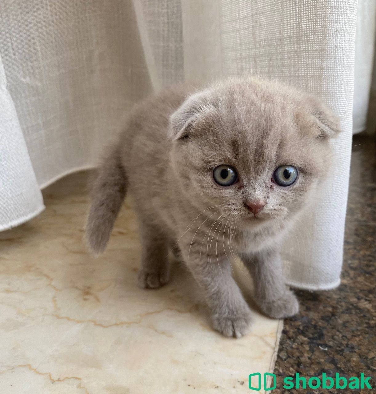 قطة سكوتش فولد أنثى ( ٥٠ يوم ) Shobbak Saudi Arabia