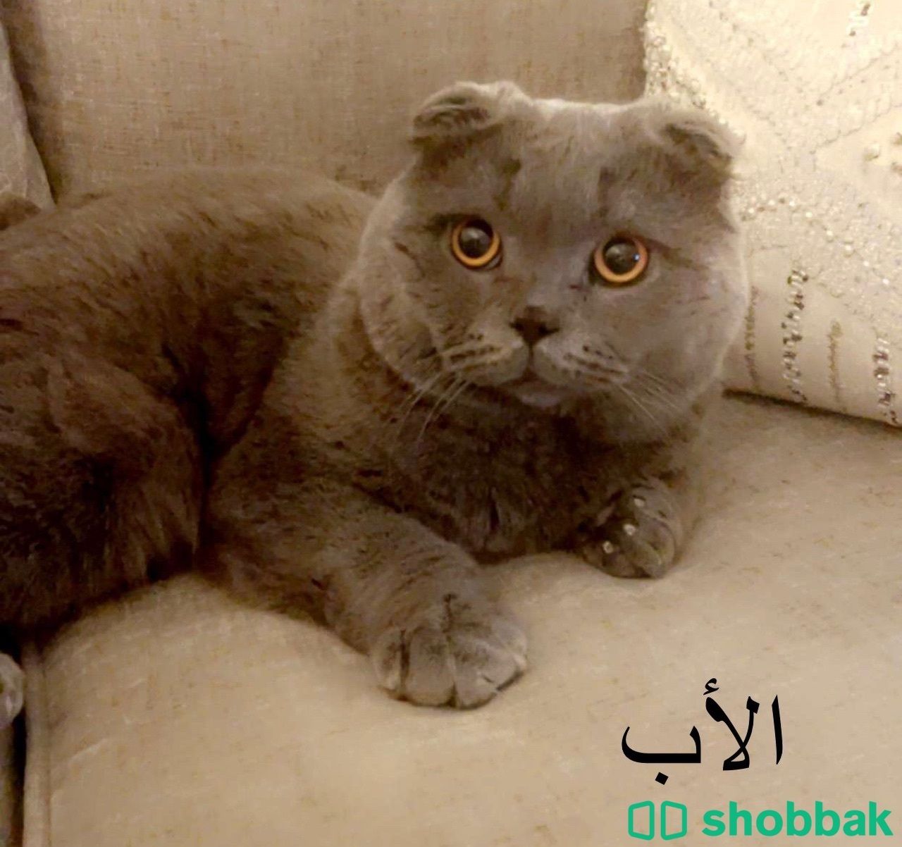 قطة سكوتش فولد أنثى ( ٥٠ يوم ) Shobbak Saudi Arabia