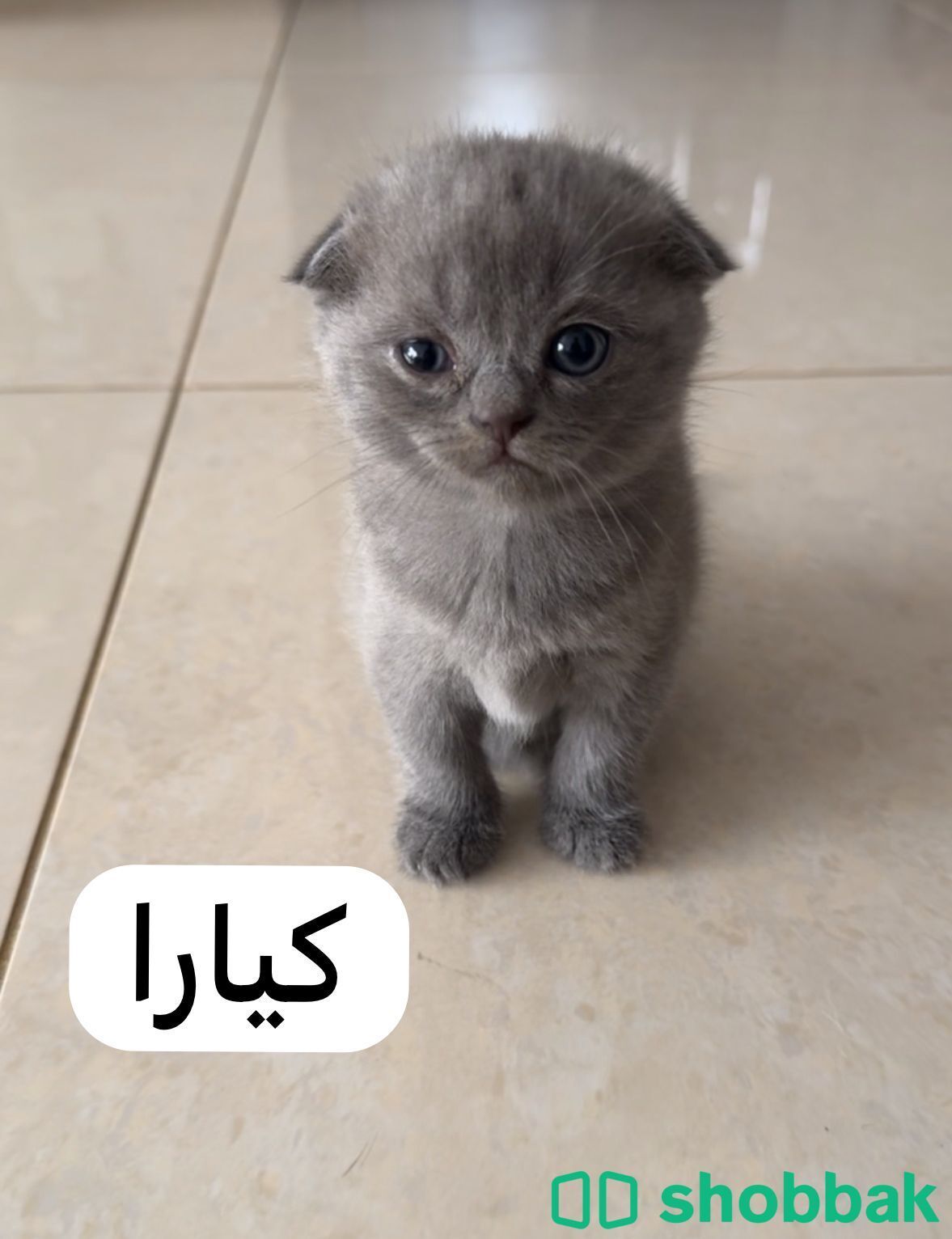 قطة سكوتش للبيع Shobbak Saudi Arabia