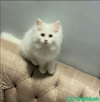 قطة سكوتش للتبني Shobbak Saudi Arabia