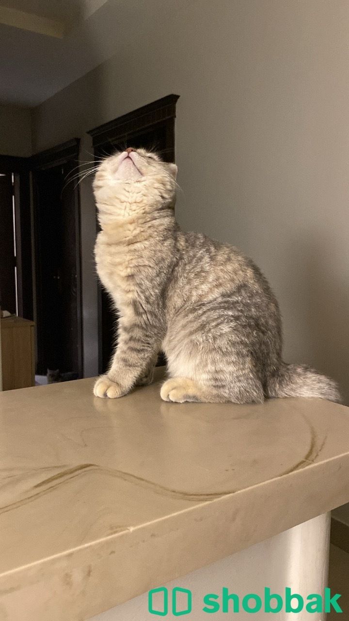 قطة سكوتش مهجن بلون رمادي جميل  شباك السعودية