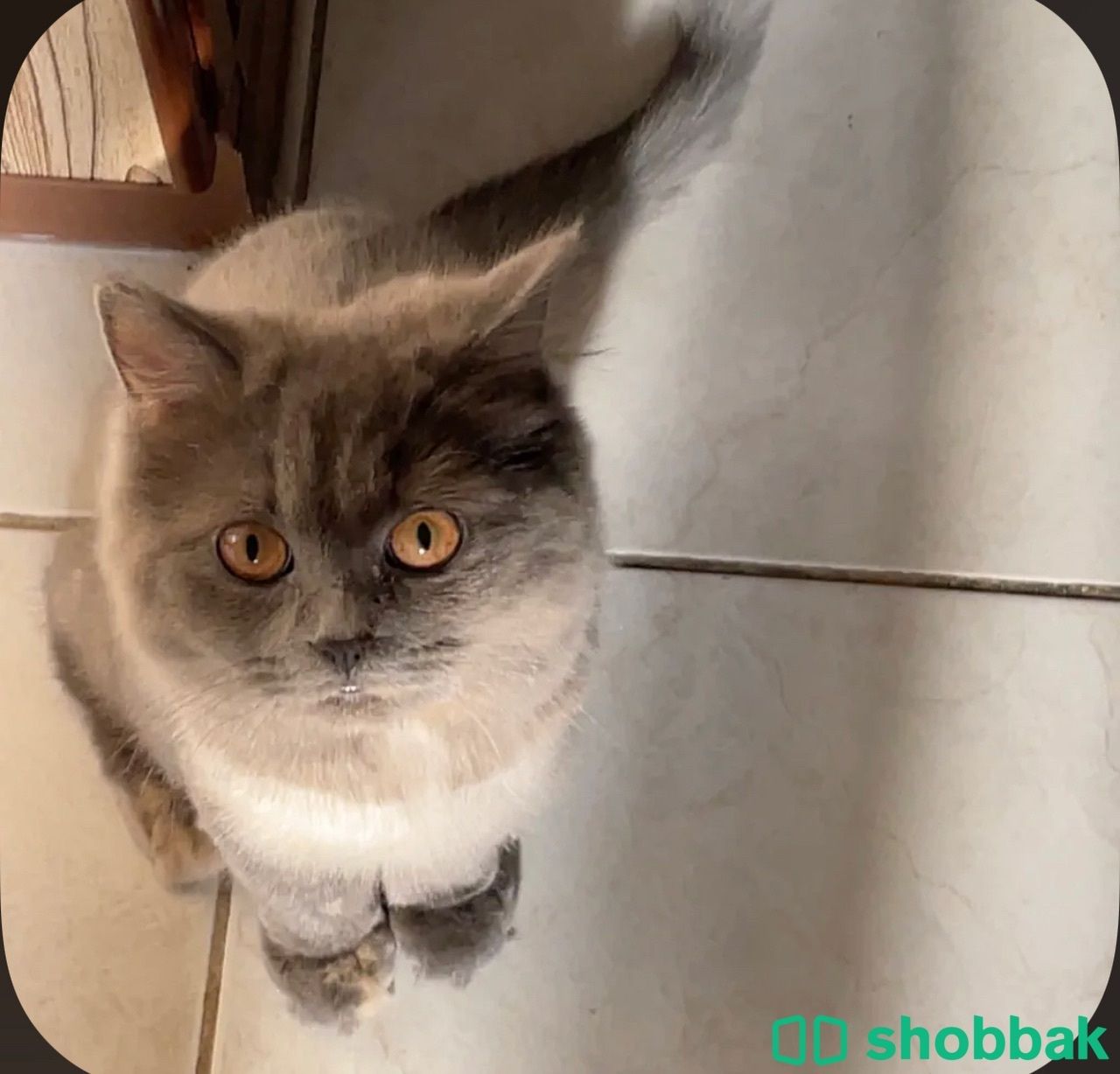 قطة شيرازي Shobbak Saudi Arabia