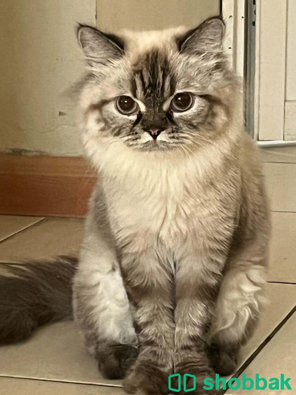 قطة شيرازي شباك السعودية