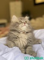 قطة شيرازي  شباك السعودية