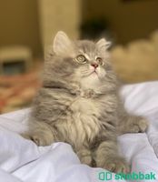قطة شيرازي  Shobbak Saudi Arabia