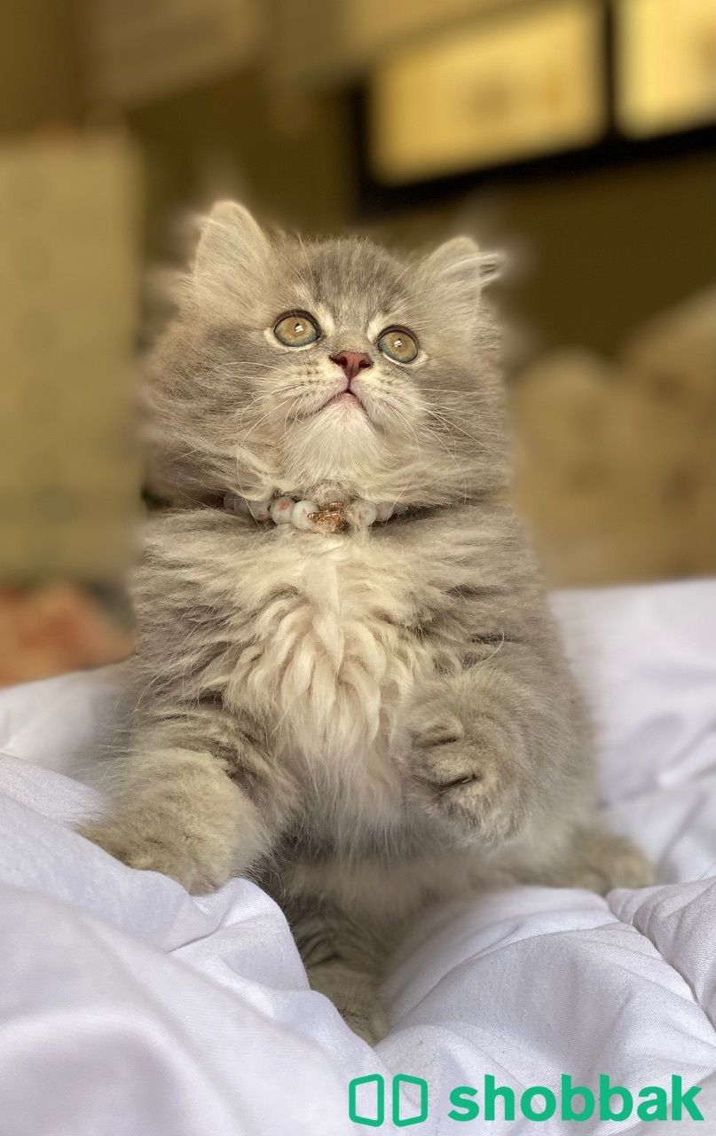 قطة شيرازي  Shobbak Saudi Arabia