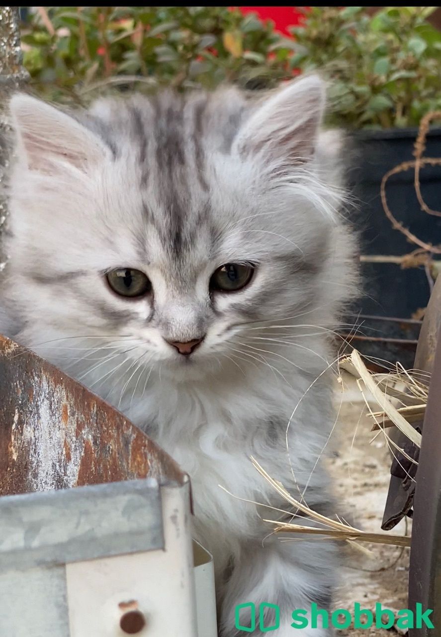 قطة شيرازي للبيع Shobbak Saudi Arabia