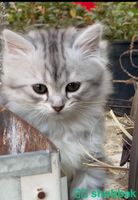 قطة شيرازي للبيع Shobbak Saudi Arabia
