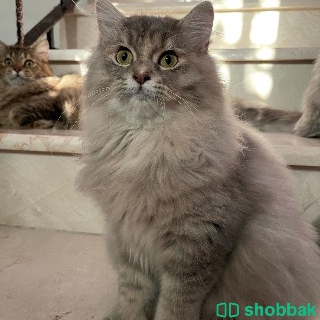 قطة شيرازي للتبني  شباك السعودية