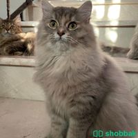 قطة شيرازي للتبني  Shobbak Saudi Arabia